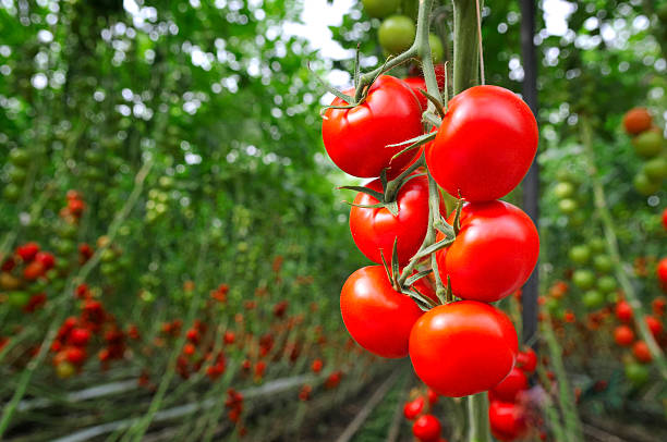 Red ripe tomatoes growing in a greenhouse. Ripe and unripe tomatoes in the background.