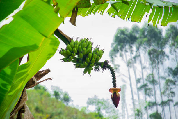 Banana tree that has a row of green bananas with fresh green leaves